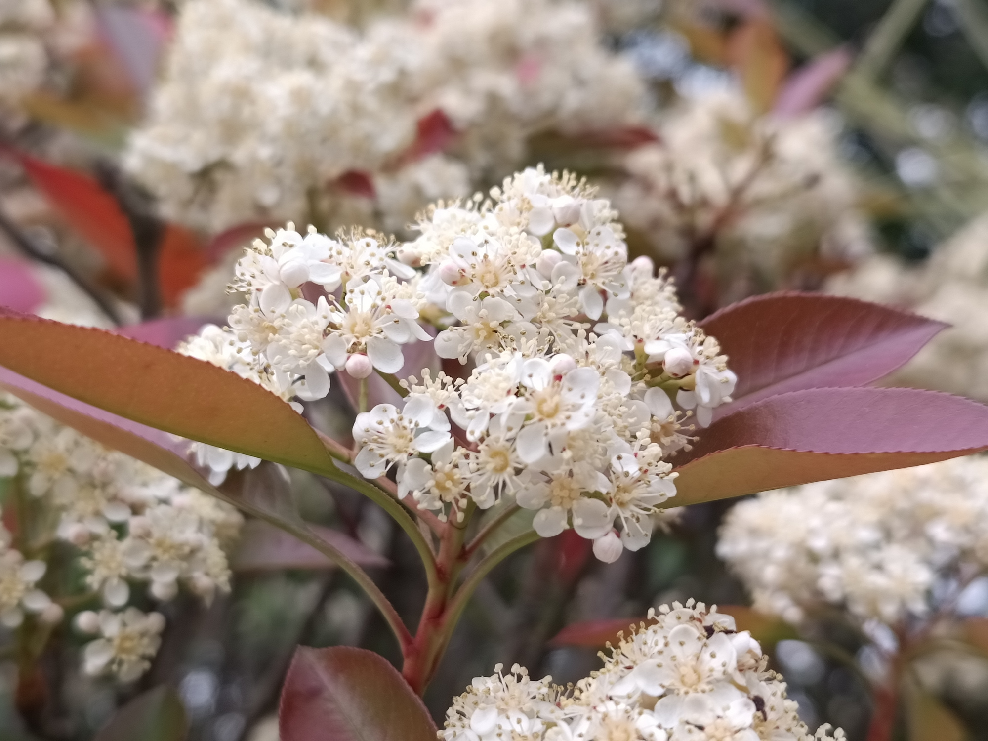 每日拾花～红叶石楠