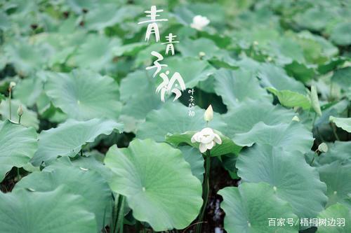 "青青子衿,悠悠我心"是什么意思?
