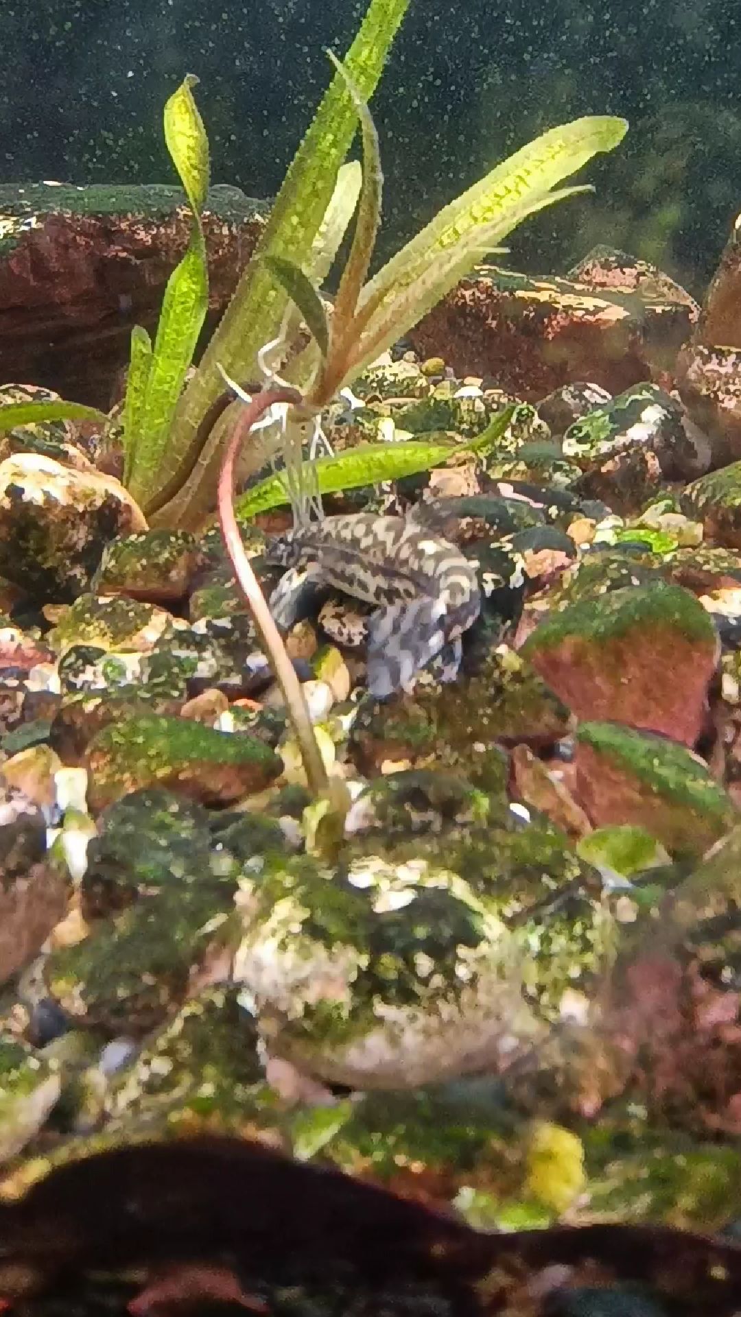 鱼缸最强清洁鱼,这啃青苔的效率真的强!