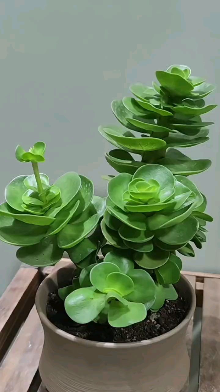 金钱木又叫招财木,不仅寓意浅的好,而且还好养,沾点水就能活#爱生活爱