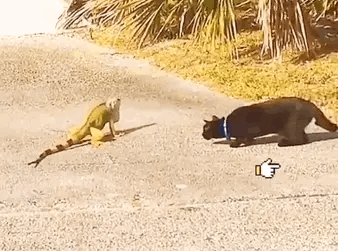猫咪终于被教训了 神龙摆尾 蜥蜴没有给它躲避的机会