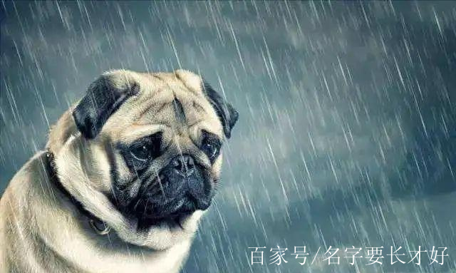 狗淋雨感冒後怎麼辦?