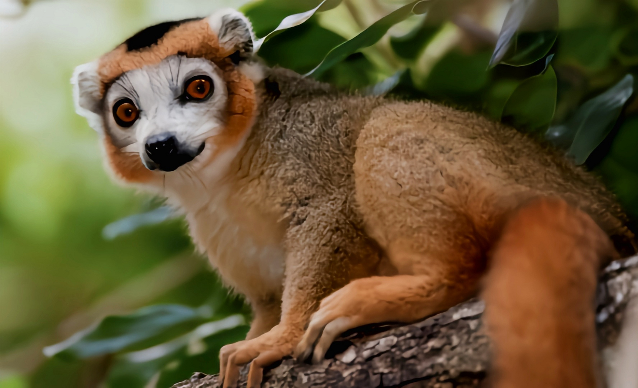 热带雨林稀有动物图片