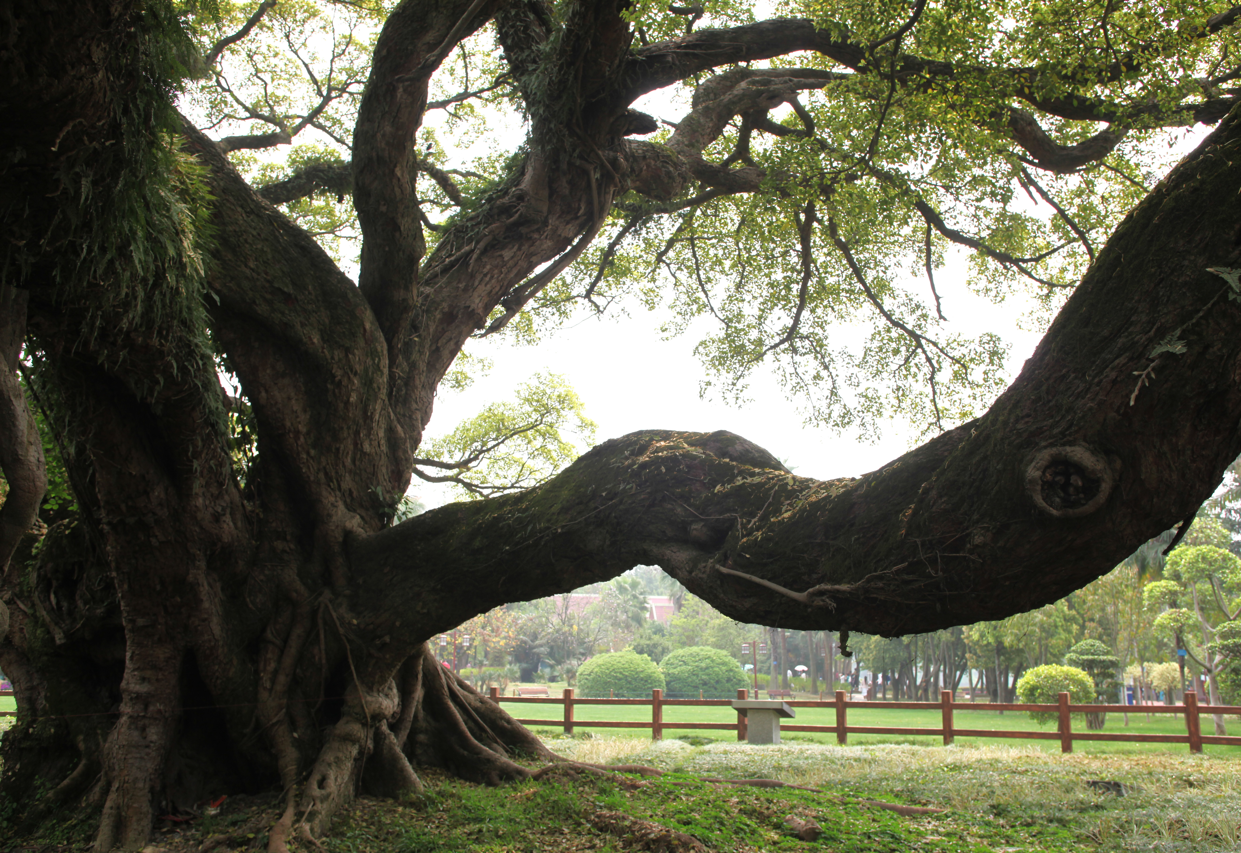 福州千年榕树王