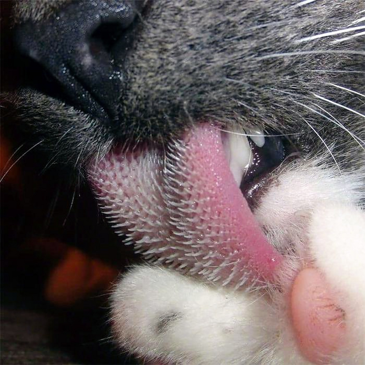 猫咪舌头上有倒刺,据说这就是是它们的味蕾,先勾住再品味道,老铁没