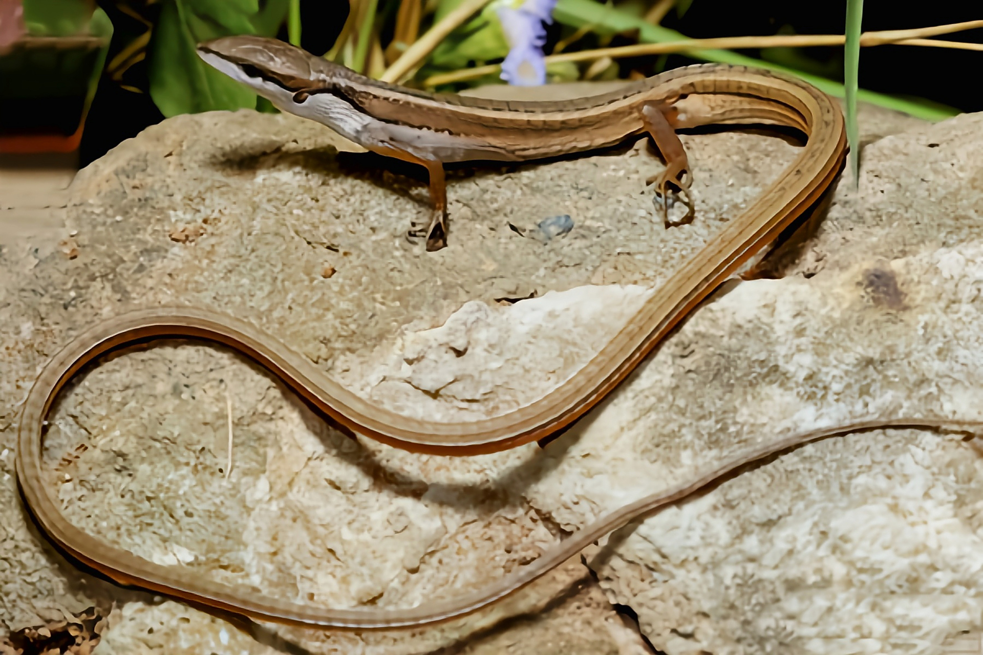 每天认识一种动物——南草蜥 南草蜥分布于我国云南