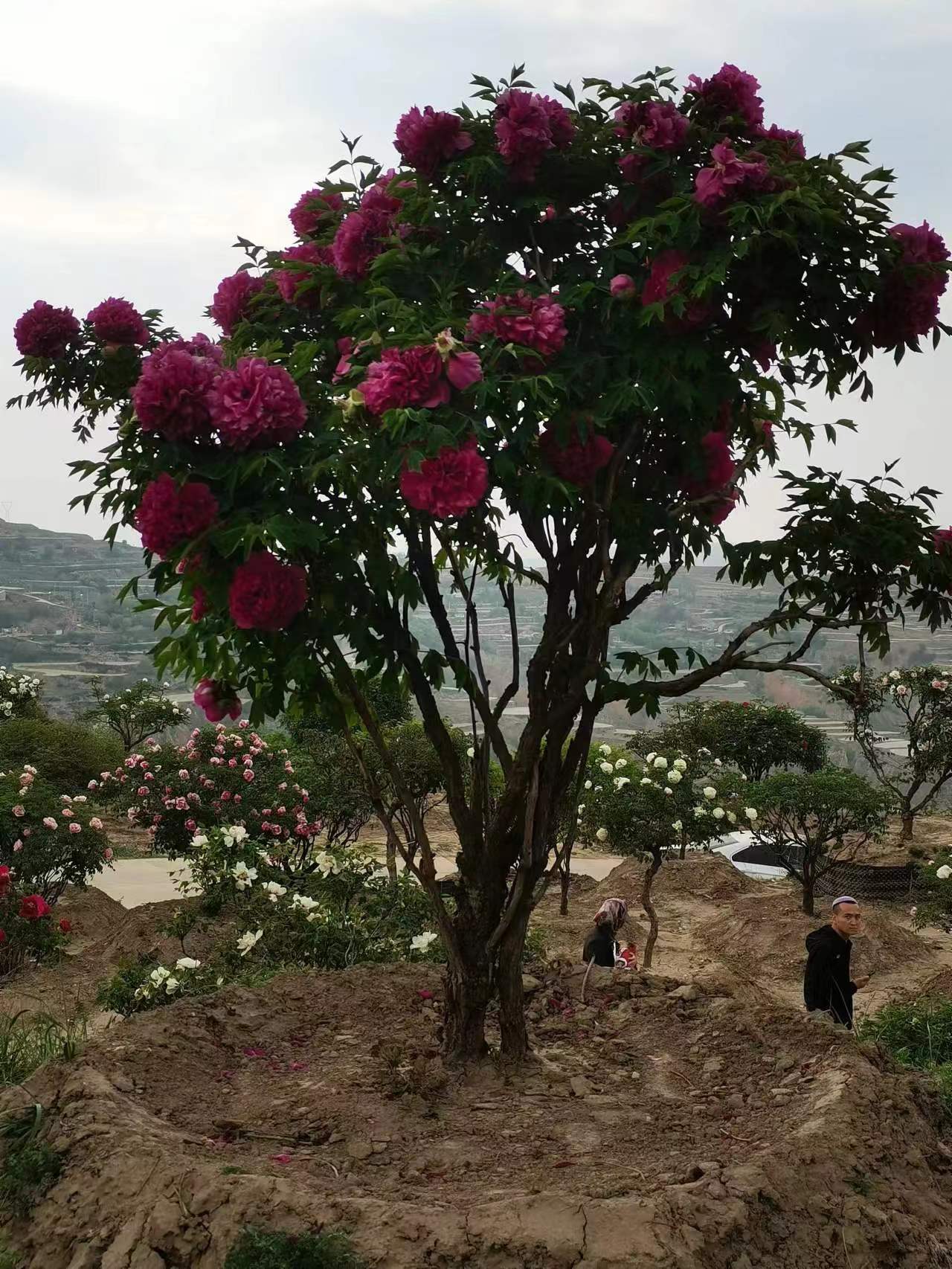 富贵百年紫斑牡丹