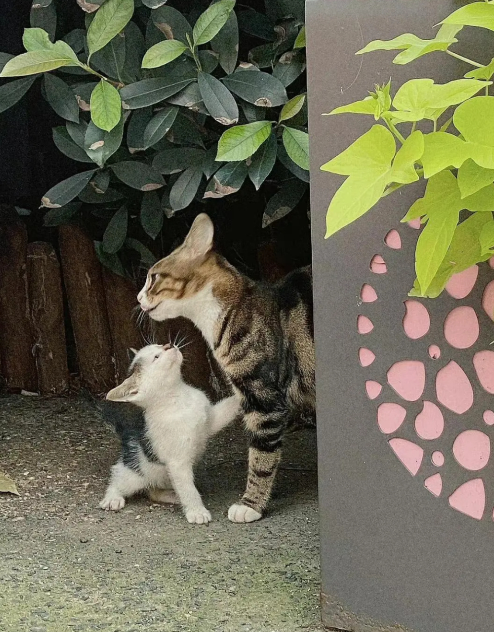 小猫咪跟它的妈妈在说悄悄话,猫妈妈也很认真的听,好温馨的画面呀!