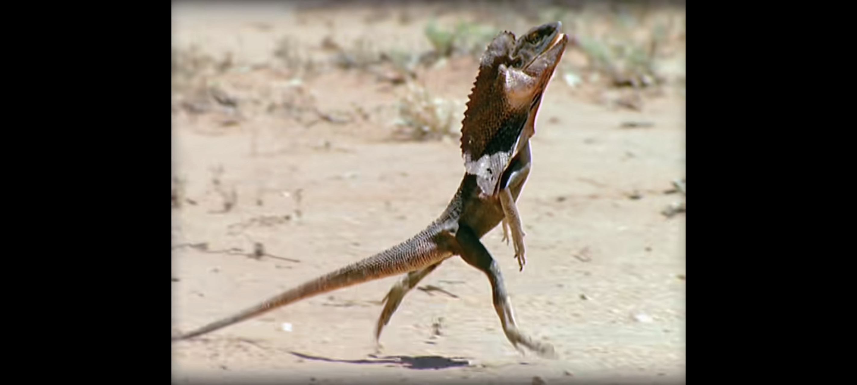 沙漠蜥蜴跑步图片