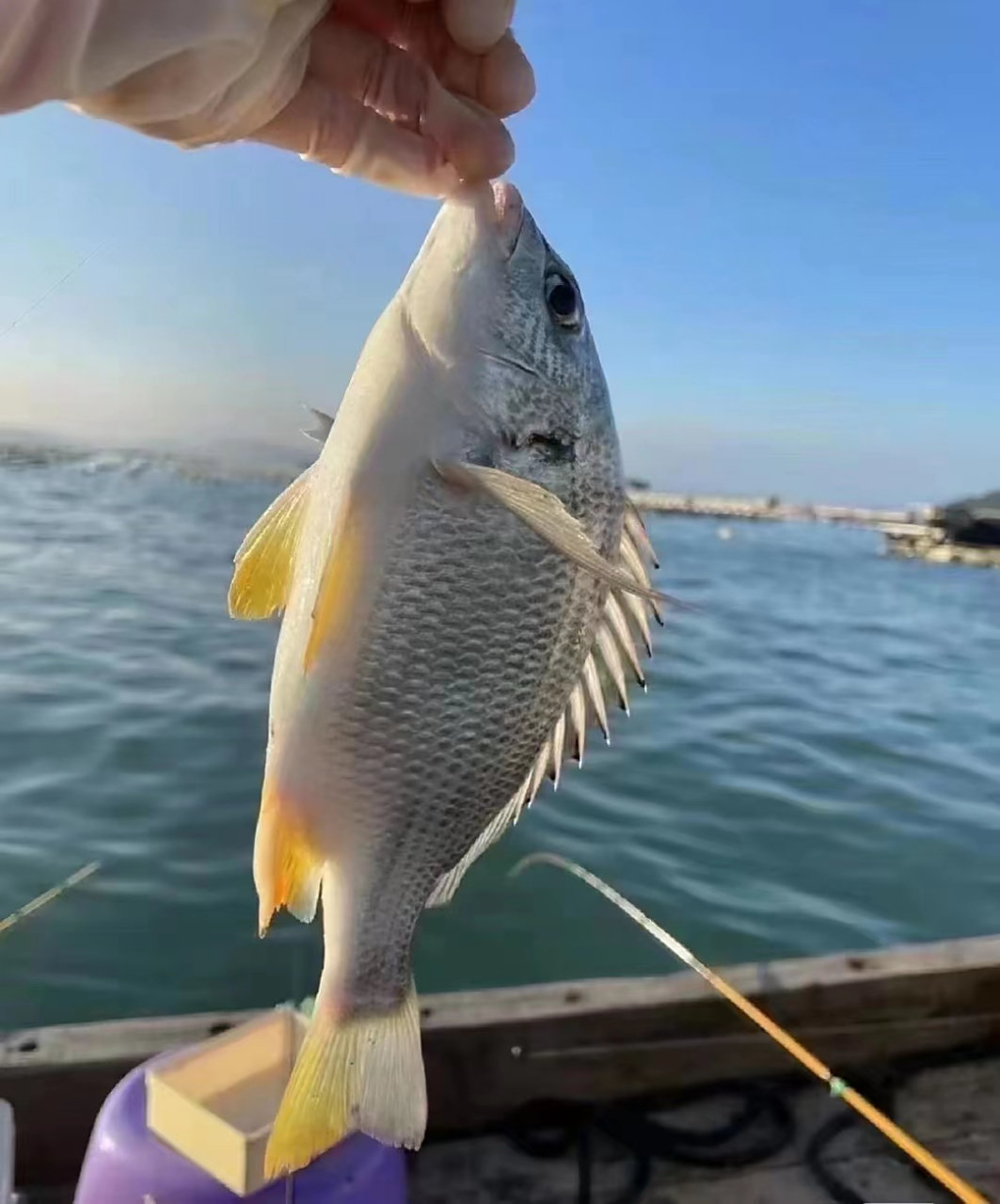 海钓黄翅鱼,多肉无小刺,超级高营养 非常营养又好吃的深海鱼!
