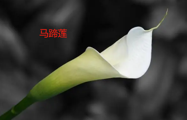 海芋花和马蹄莲的区别