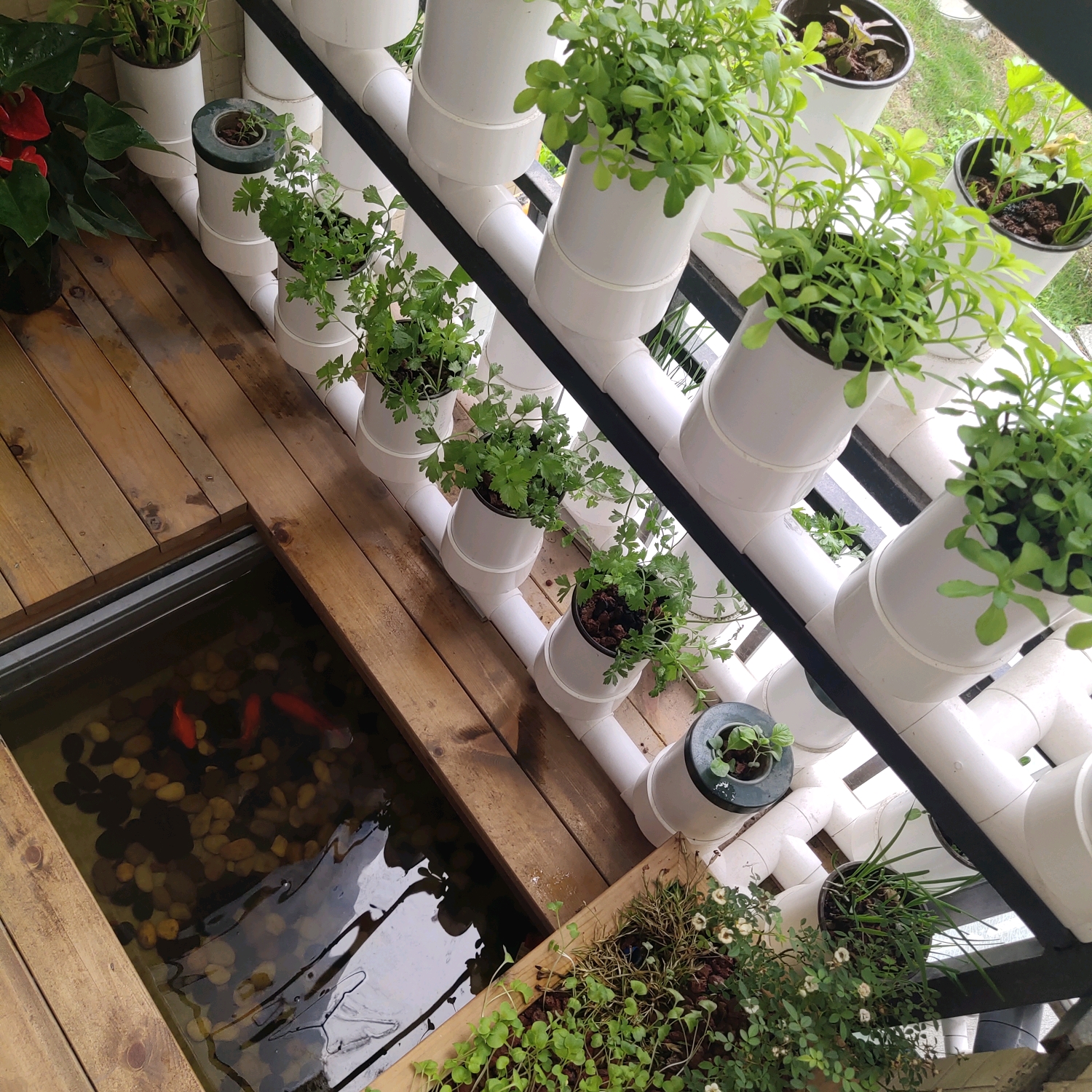 阳台鱼菜共生让你在不断期盼中生活