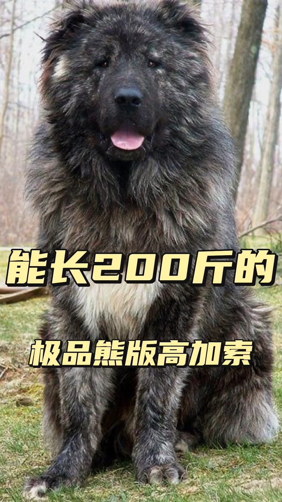 能长200斤的极品熊版高加索幼犬