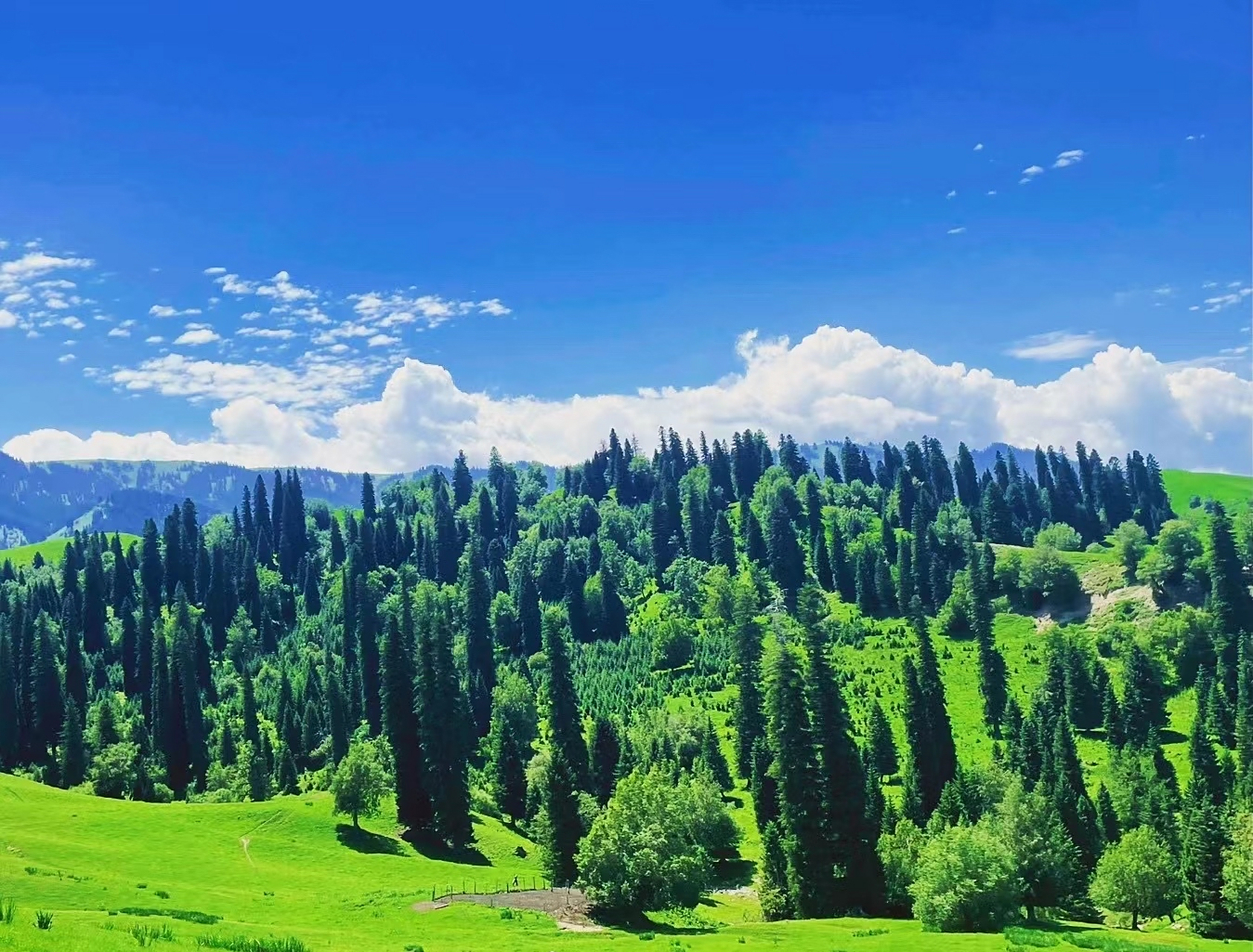夏天的大草原也太治愈了#新疆喀拉峻草原,生机勃勃,云间浮着蓝天与
