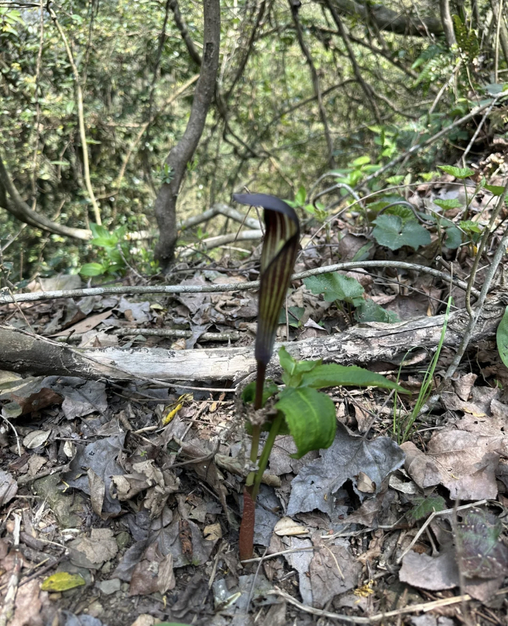 吓我一跳 以为是眼镜蛇 这是什么花