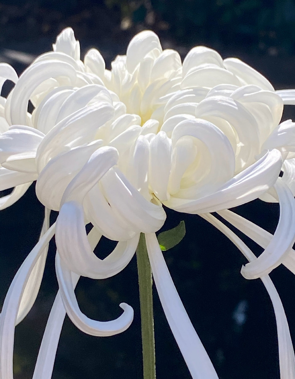 云卷云舒,瑞云殿菊花.#秋日环游指南