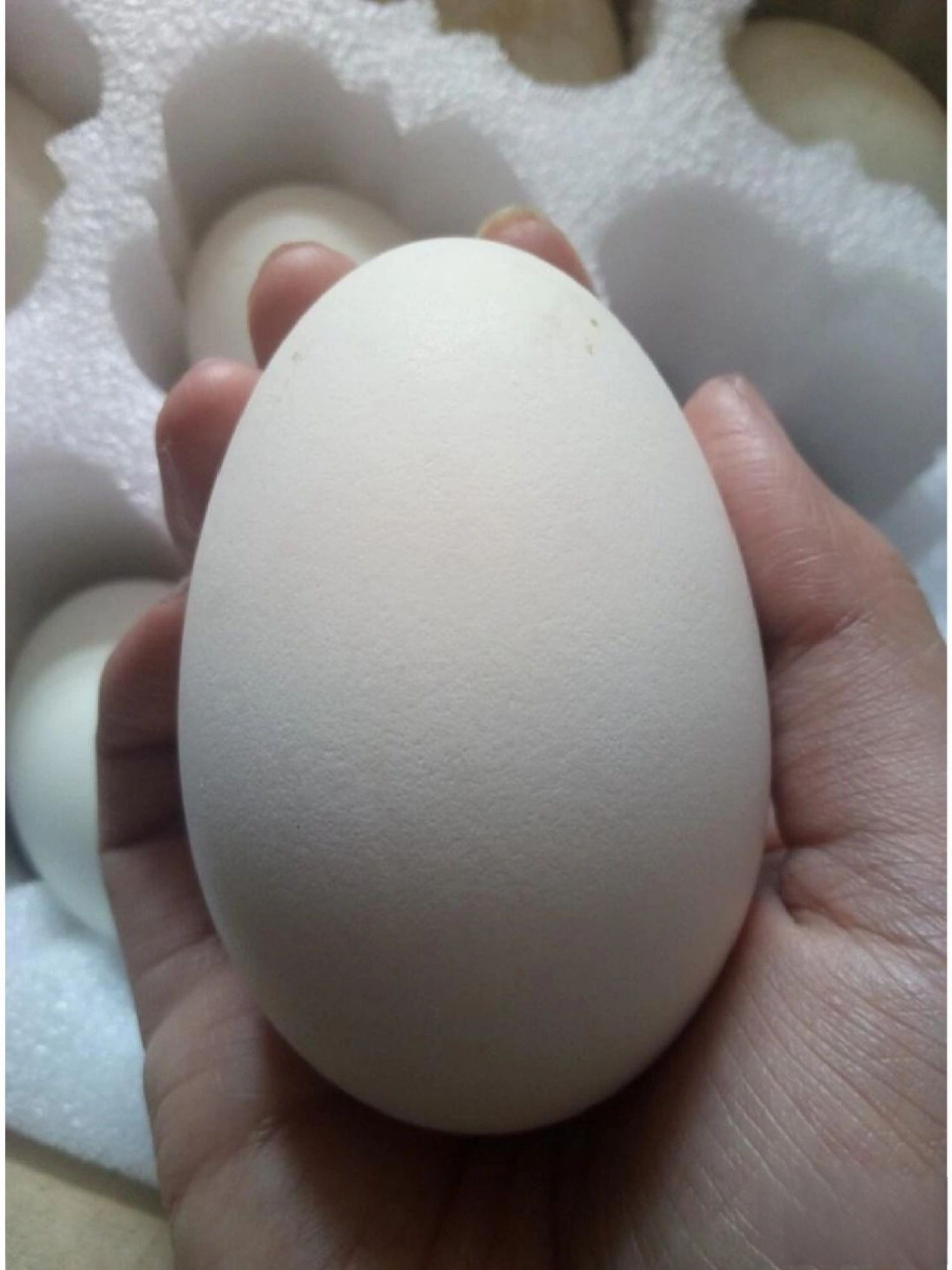 鹅蛋的功效与作用 健脑益智,预防贫血,调节免疫 鹅蛋中含有丰富的