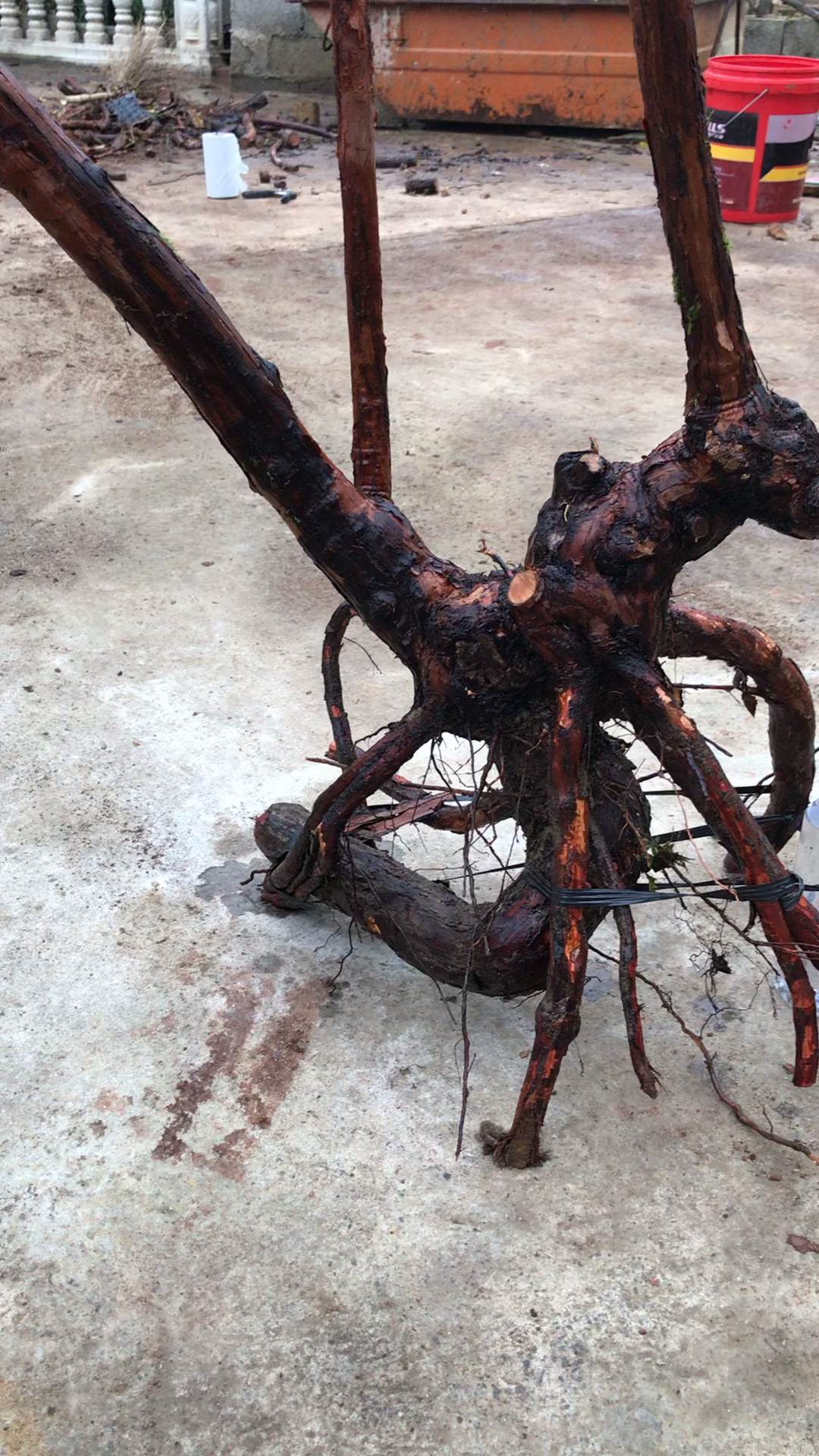 分享悬崖临水山木香老桩