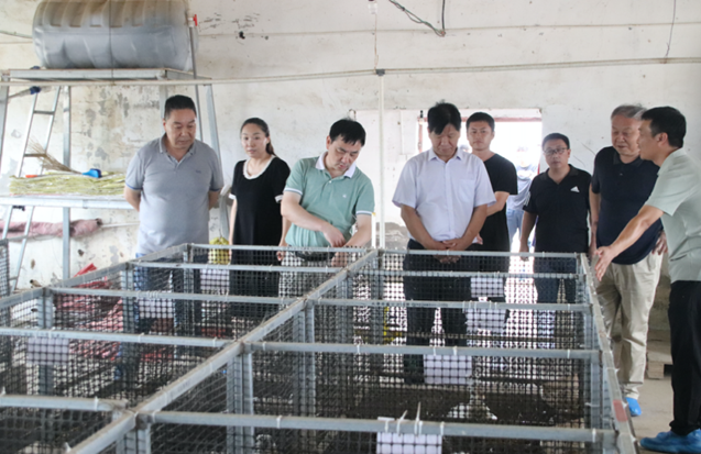 好鸭坯 看东风|东风养殖携手农科院,便宜坊助推鸭肉产业高质发展