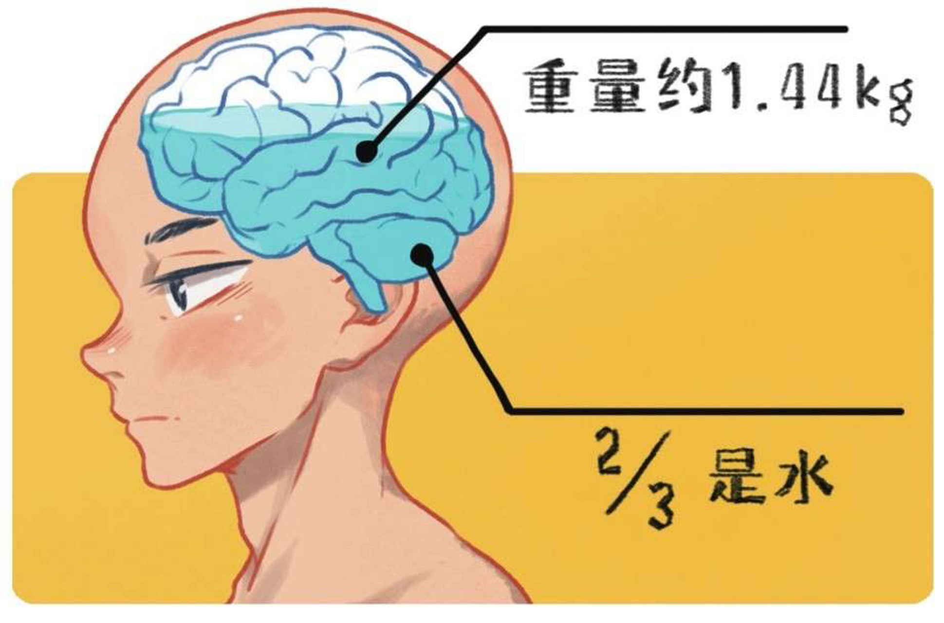 人类的大脑约有1.44千克重,其中三分之二是水分.