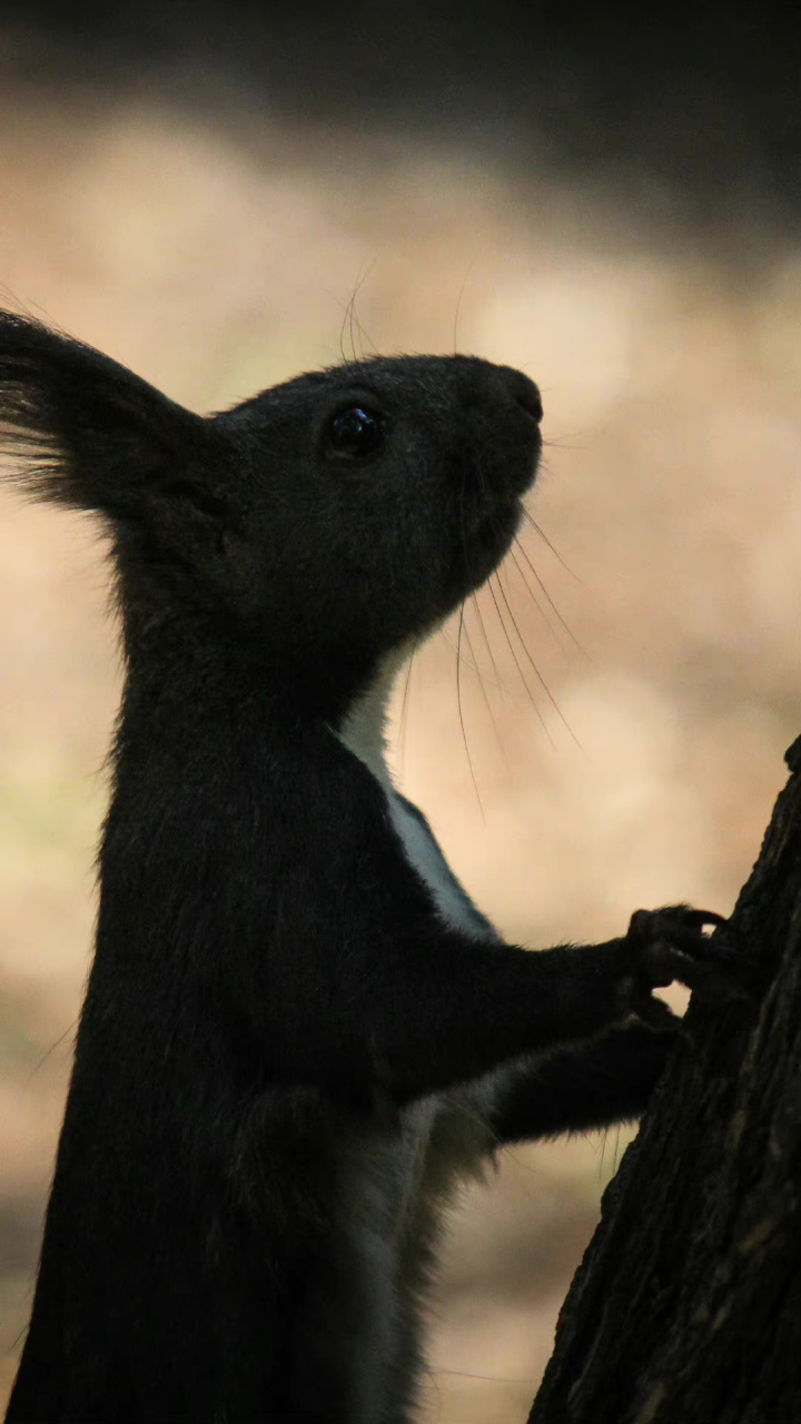 有段时间在沈阳,早晨经常去拍松鼠(假装晨练),从冬天拍到春天.