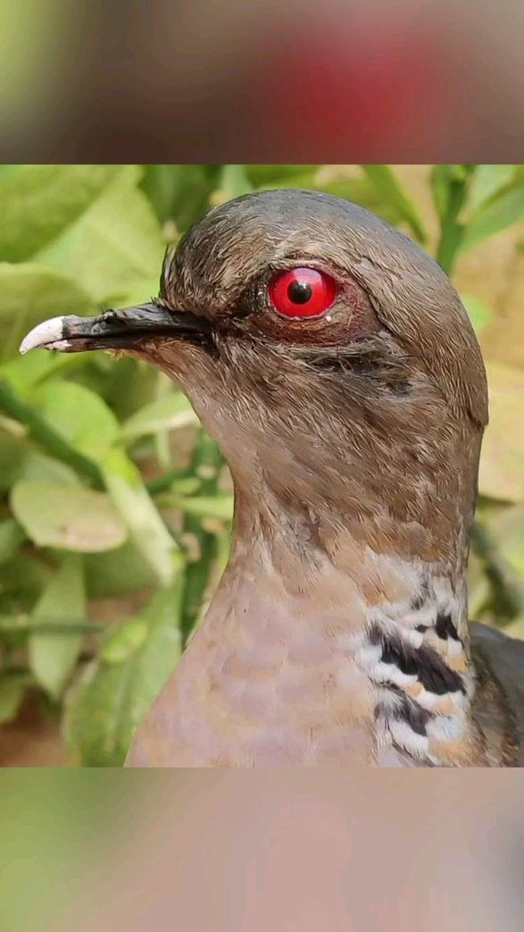 世界上已灭绝的鸟类(seychelles turtle dove 塞舌尔斑鸠) 