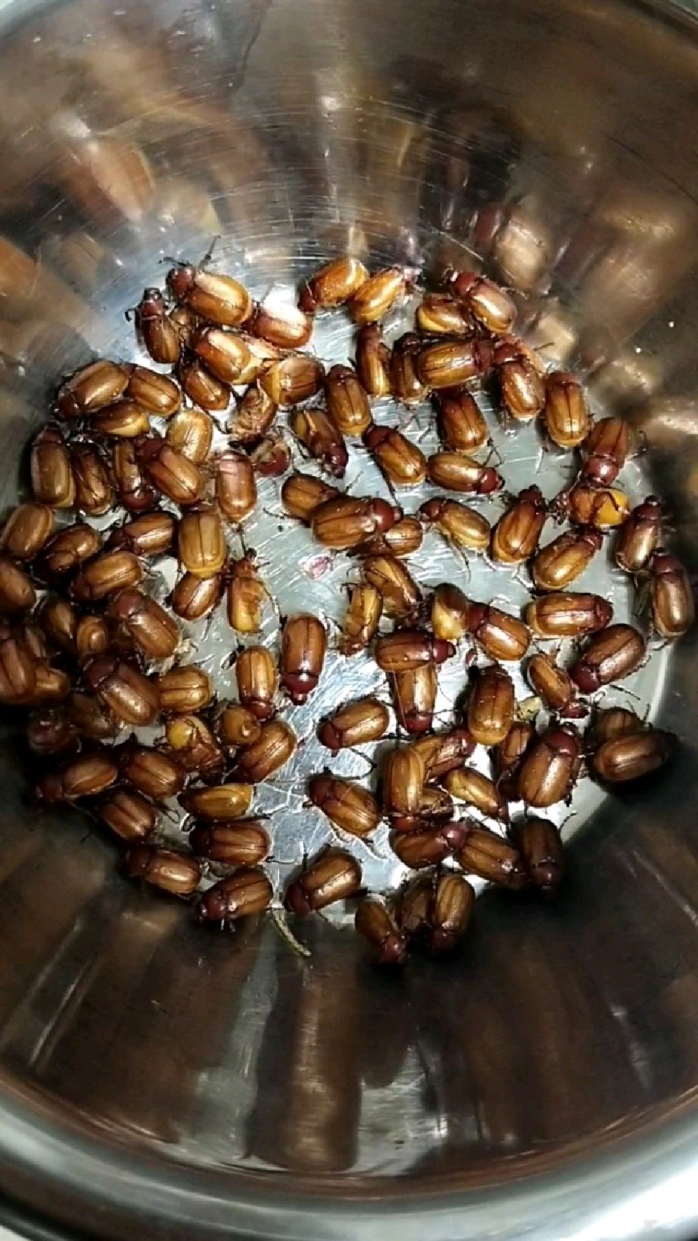 全家出动路边抓金龟子,回家油炸,儿子吃嗨了