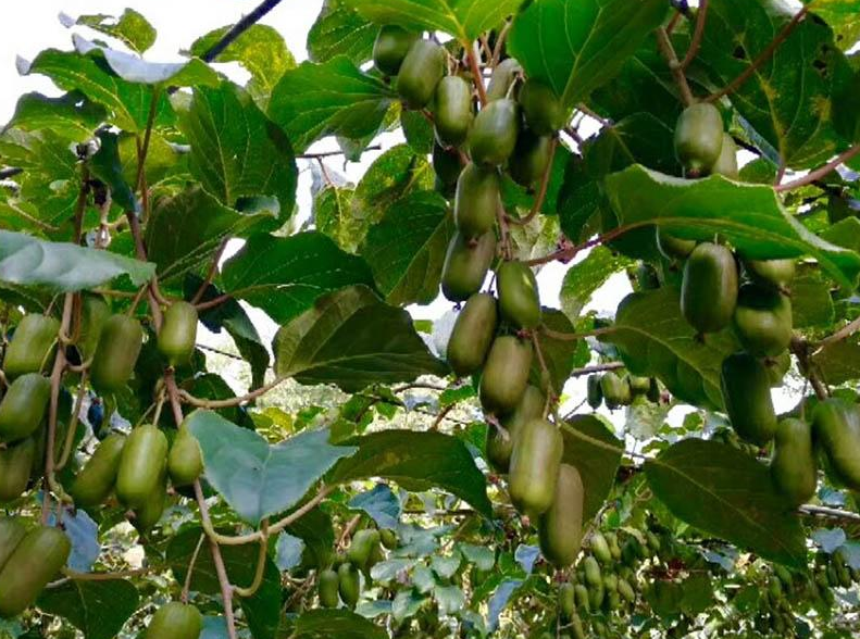 春天来临!栽种几棵爬藤果树,产量大,价值高,在农村的不要错过