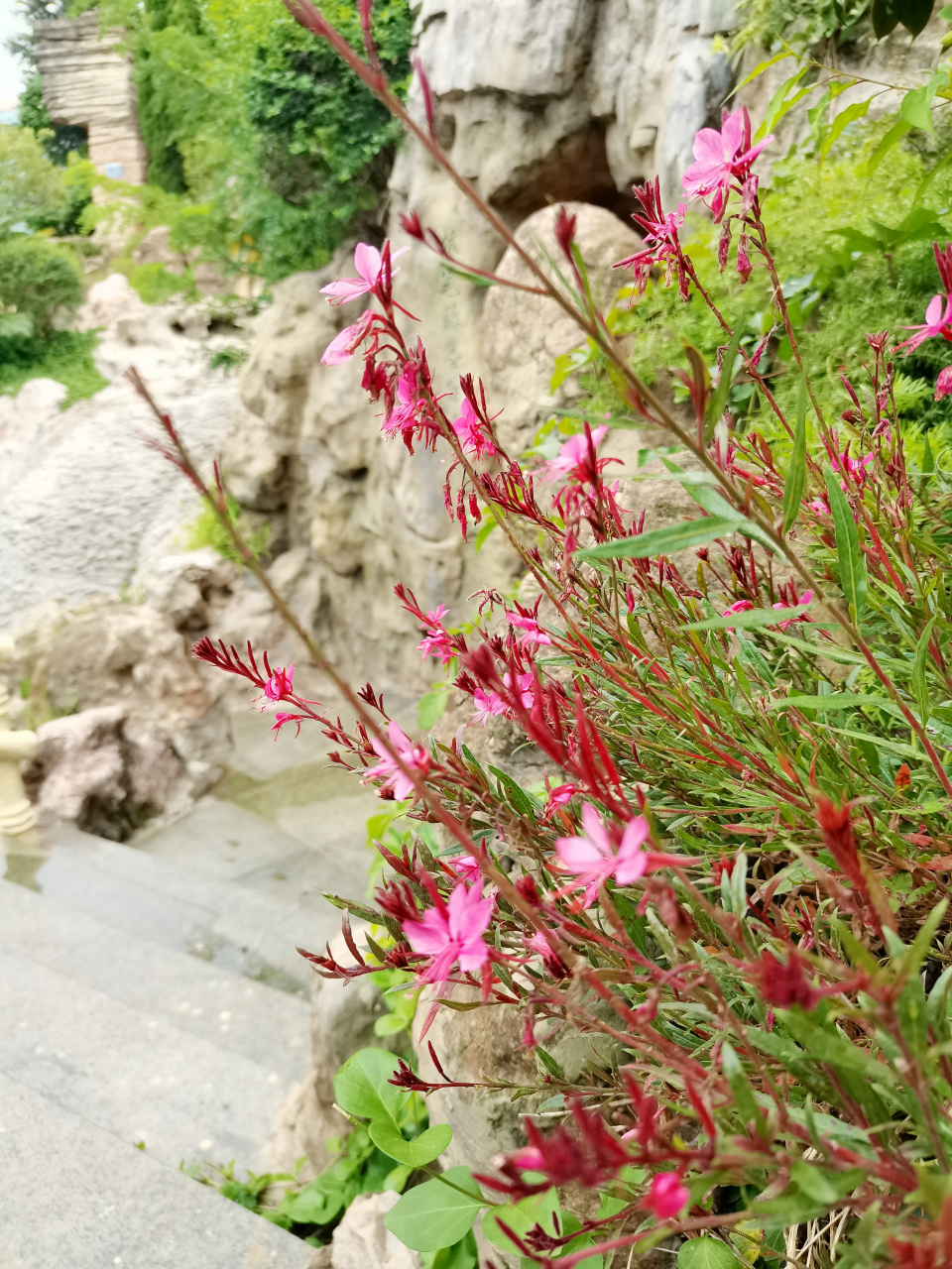 94山桃草花萼片为淡粉红色,花瓣为白色或粉红色,花期5-9月,果期8-9