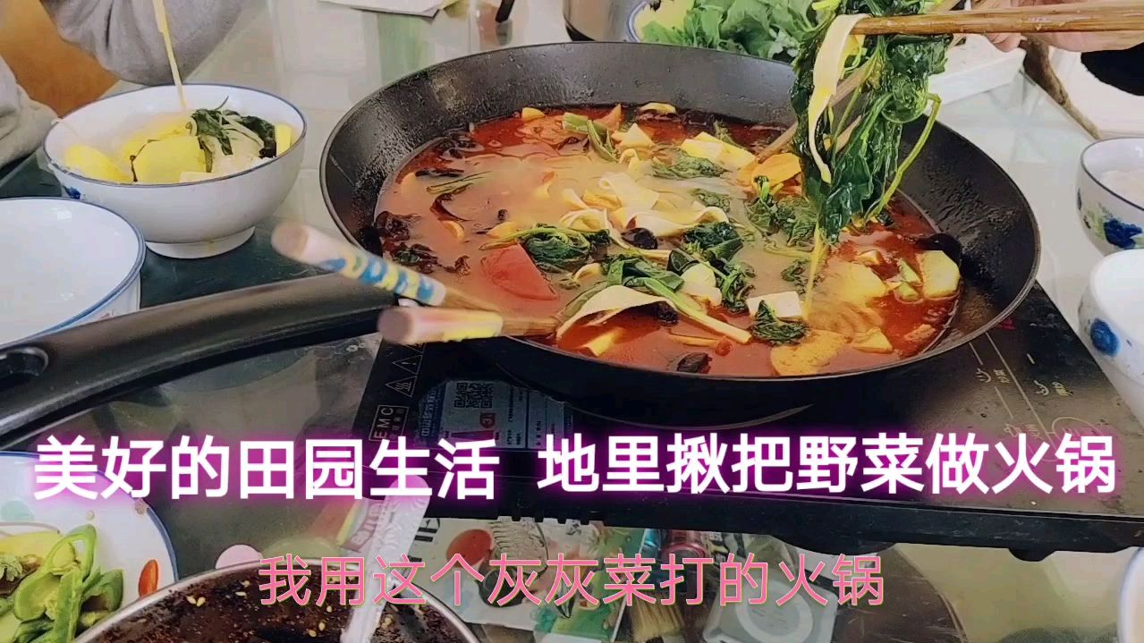 美好的田园生活,农村媳妇果园揪把野菜打火锅,灰灰菜打火锅真香