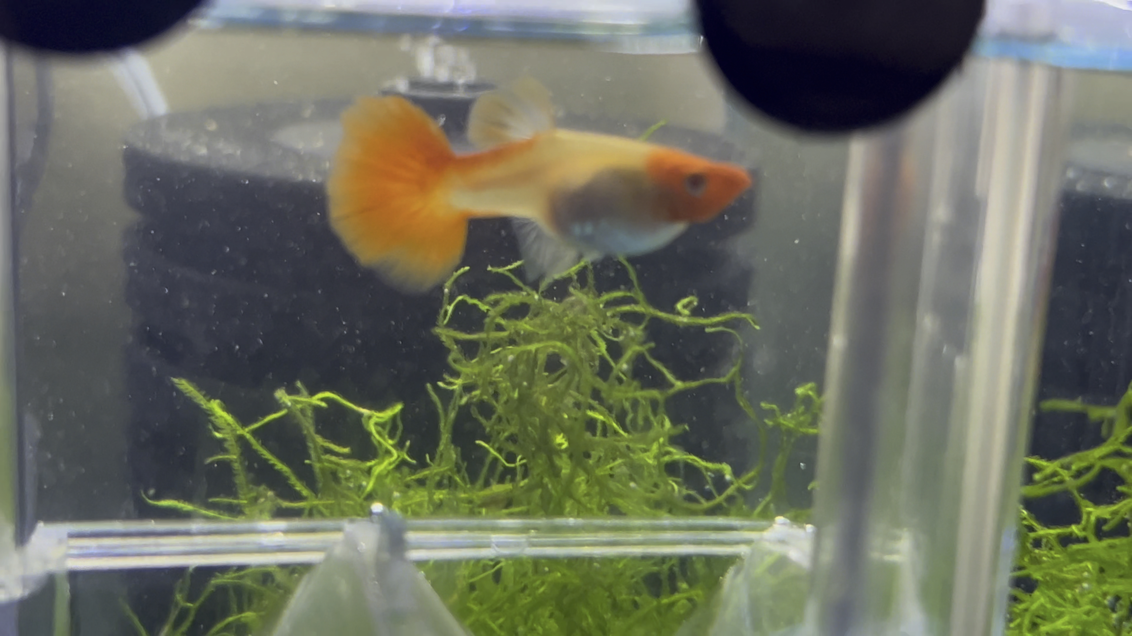 鸿运当头孔雀鱼买回来六天就产苗,爆缸之路(三)