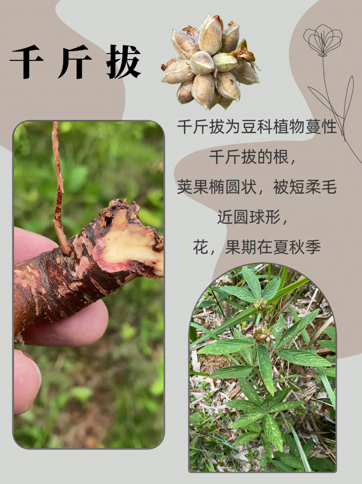 千斤拔又名一条根你听说过吗?