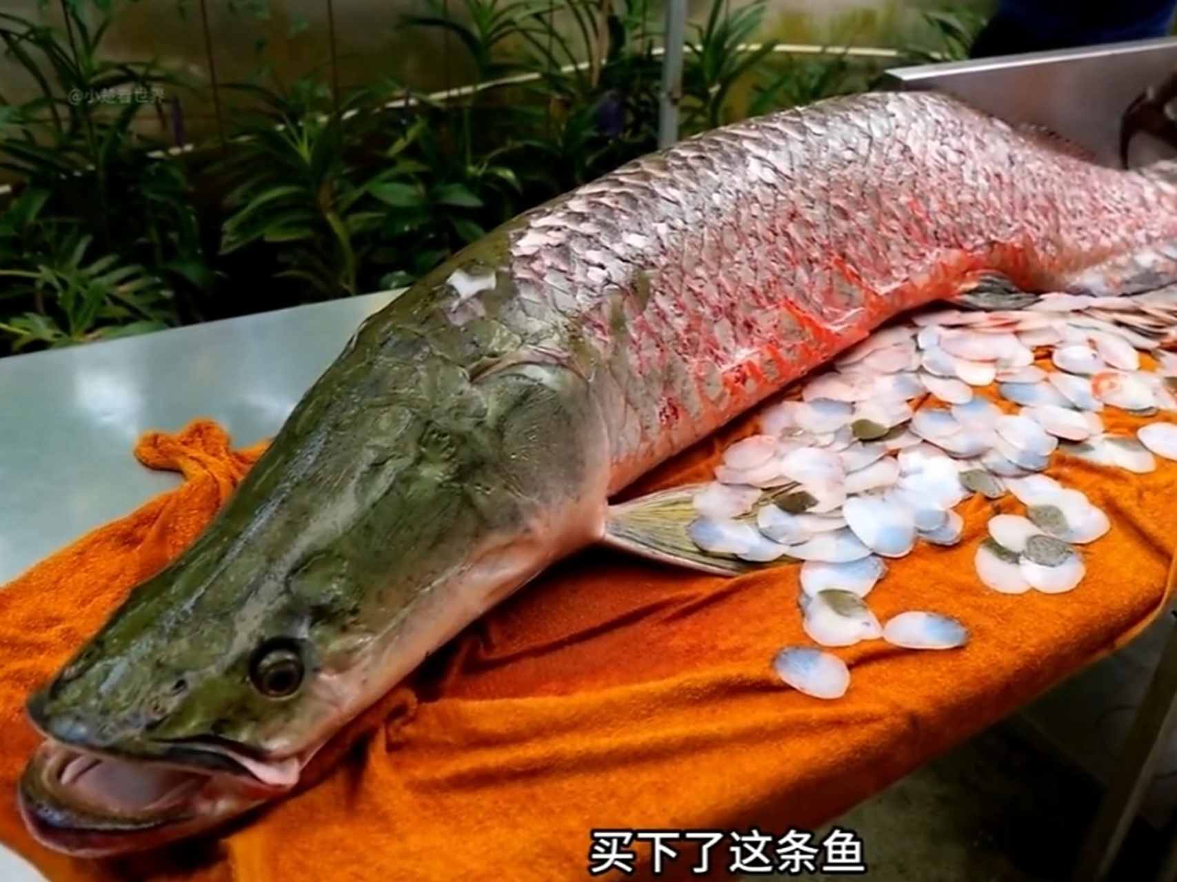 巨骨舌鱼的鳞也太硬了吧