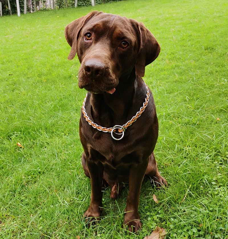 重庆市沙坪坝区6000寻找咖啡色拉布拉多犬