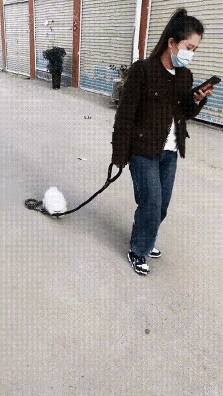 狗子:快快快垃我拉我捕狗队要来了快点