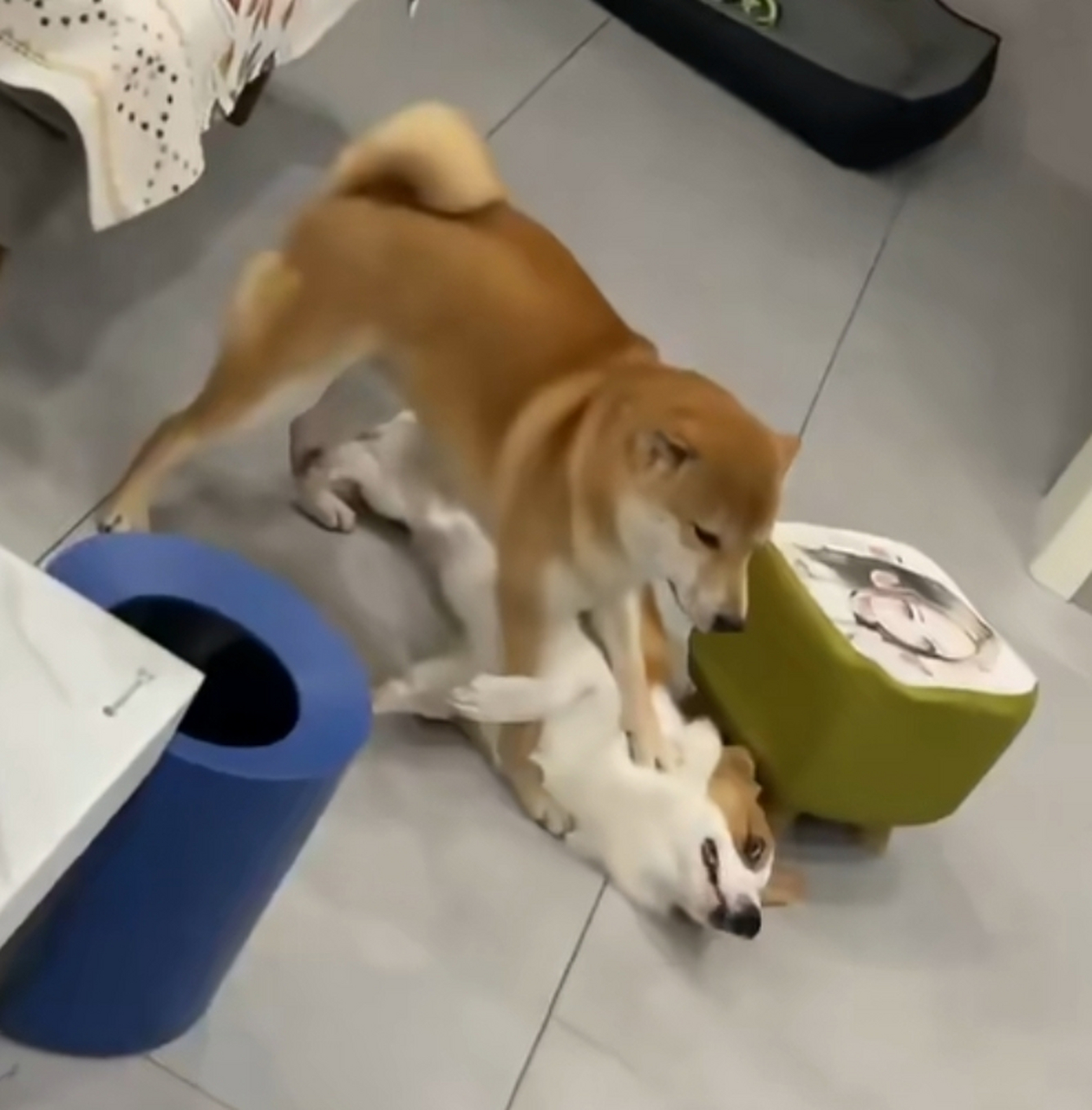 柴犬压制住了柯基,场面一度很焦灼呀