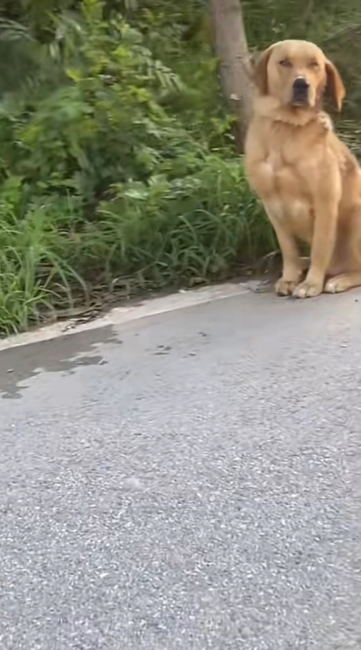 狗狗的腹肌迷死我