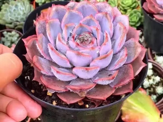 多肉植物当中的三胞胎:丽娜莲,露西娜和露娜莲,该如何区分呢?