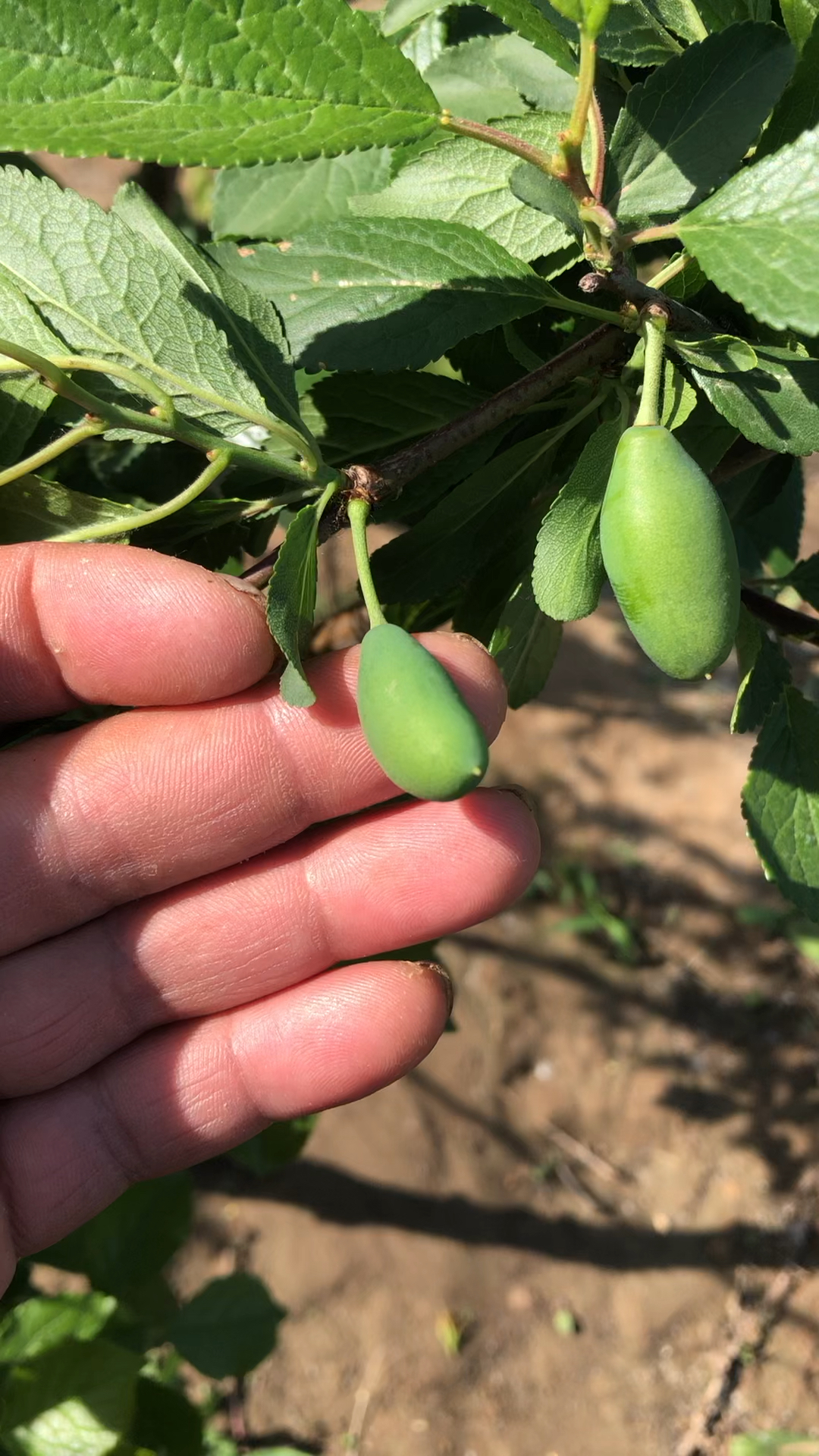 西梅结果幼果期,果子形状,西梅种植管理