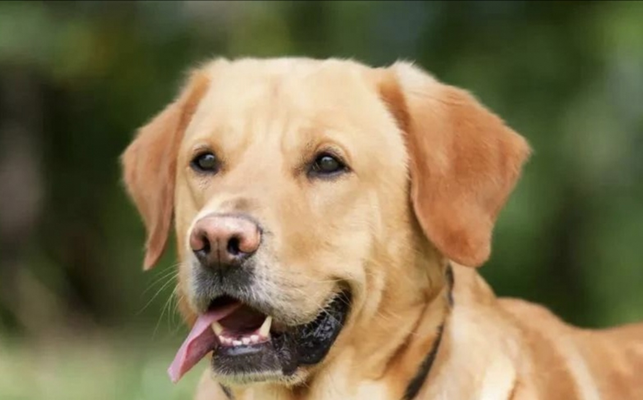 平某在多年前花费一万元购买了一条纯种拉布拉多犬,并对这只狗非常