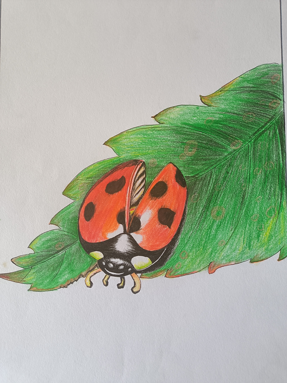 彩铅瓢虫