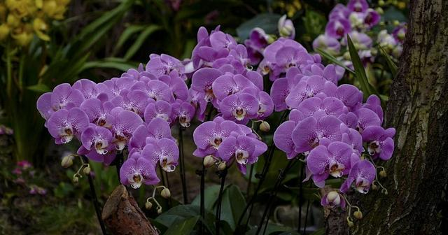 大花蕙兰生命力强,栽培简单,病虫害少,可在中国各地种植!