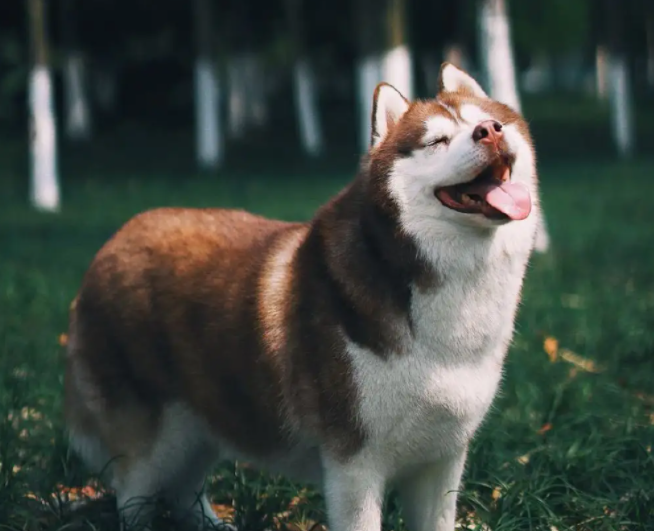 哈礼鹿是什么品种