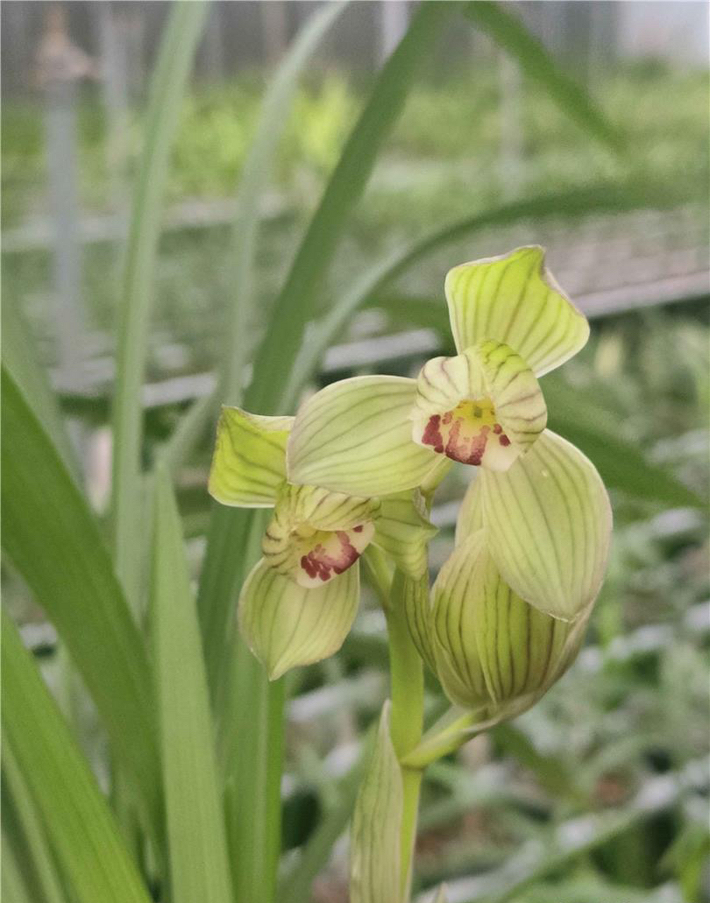 春剑     天府荷 爆盆带多花#兰花# #兰花种植