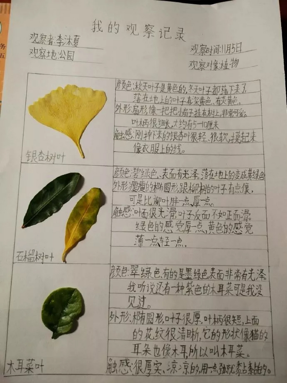 植物观察记录卡风信子图片