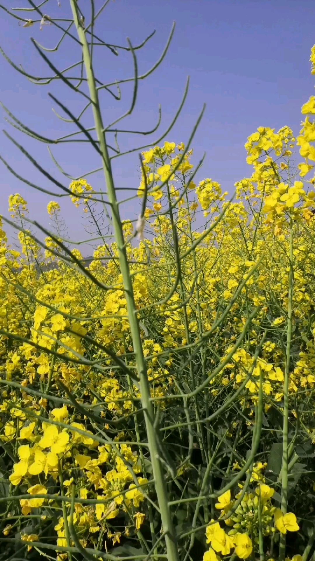 春意浓时油菜花香气四溢