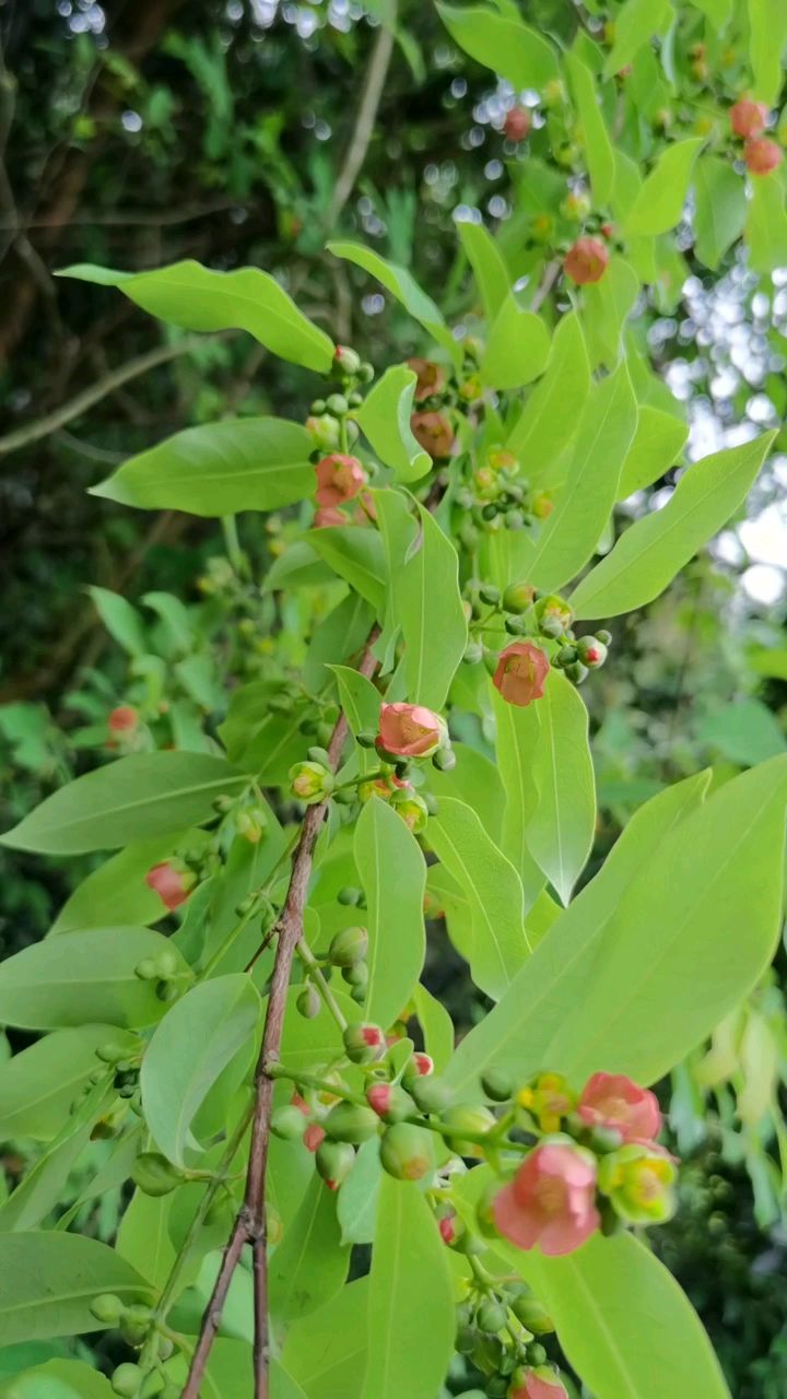 黄牛木黄牛茶满天红大岭山森林公园处处都看到有