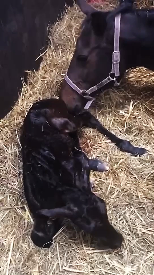 刚出生的小马仔