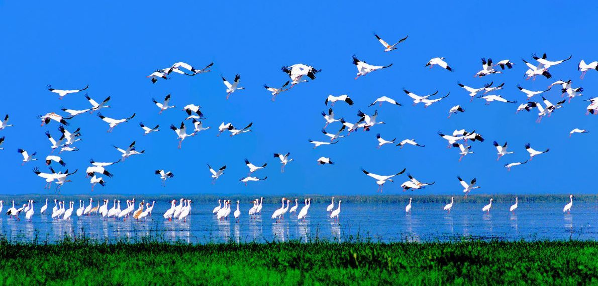 世界上最大的候鸟保护区——江西鄱阳湖