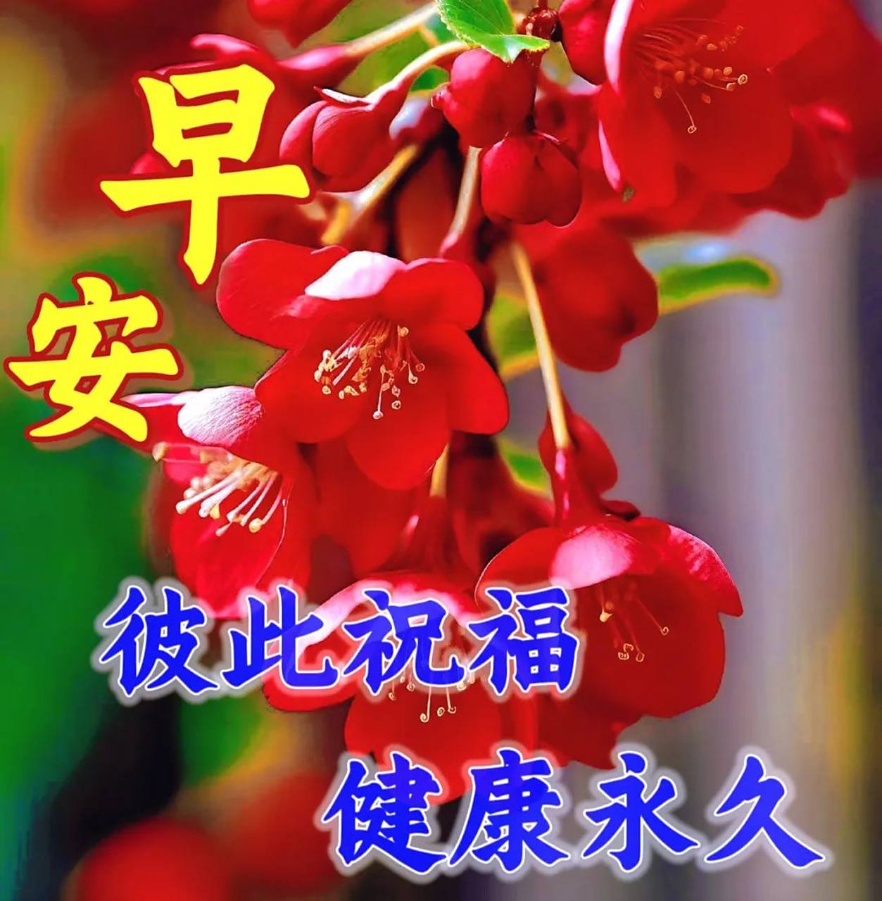 早安问候语正能量#早安心语# #早安图片#  早晨的阳光洒在你的窗前